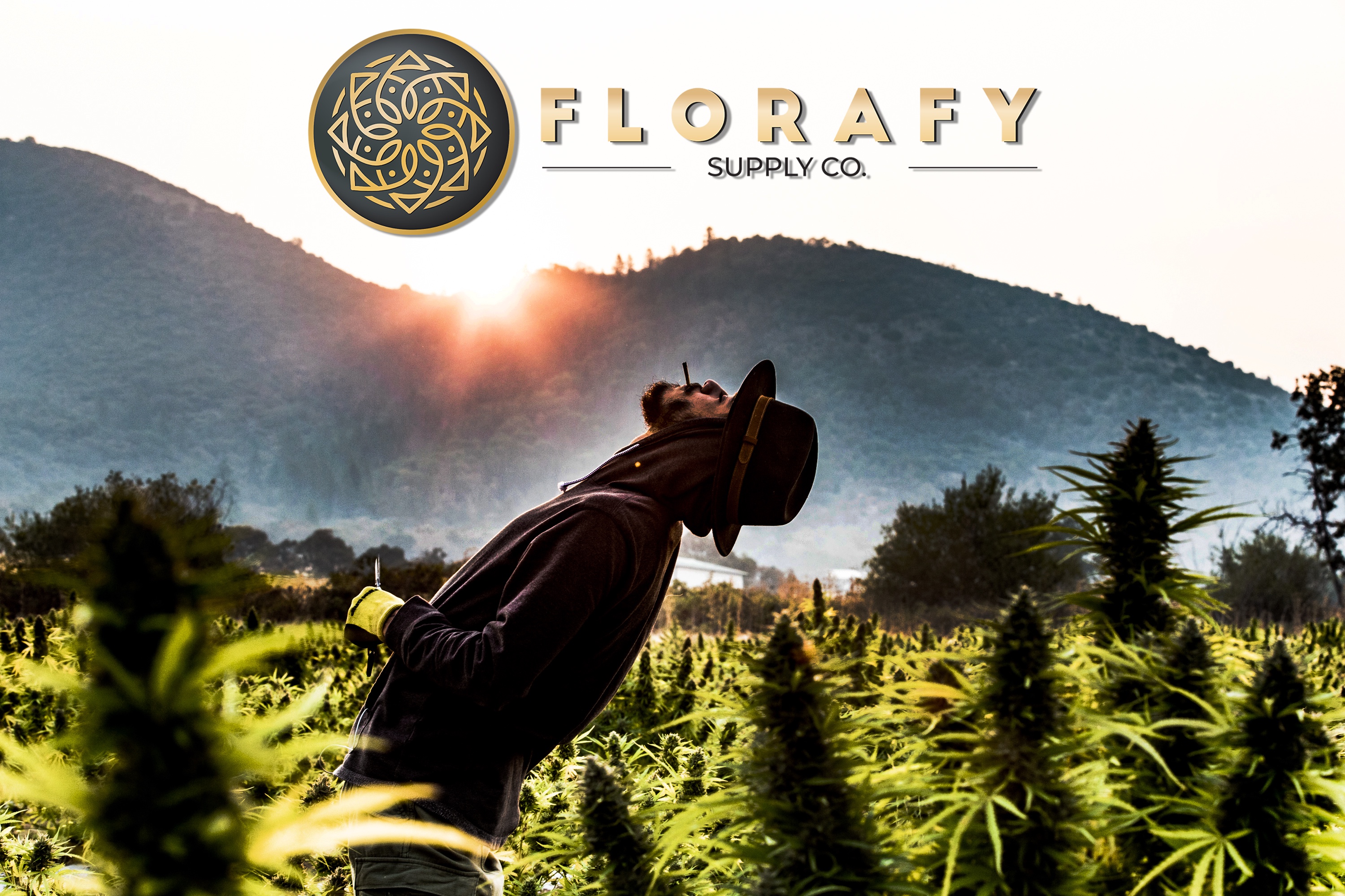 Shooting cannabis like a premium product: photography that earns the shelf