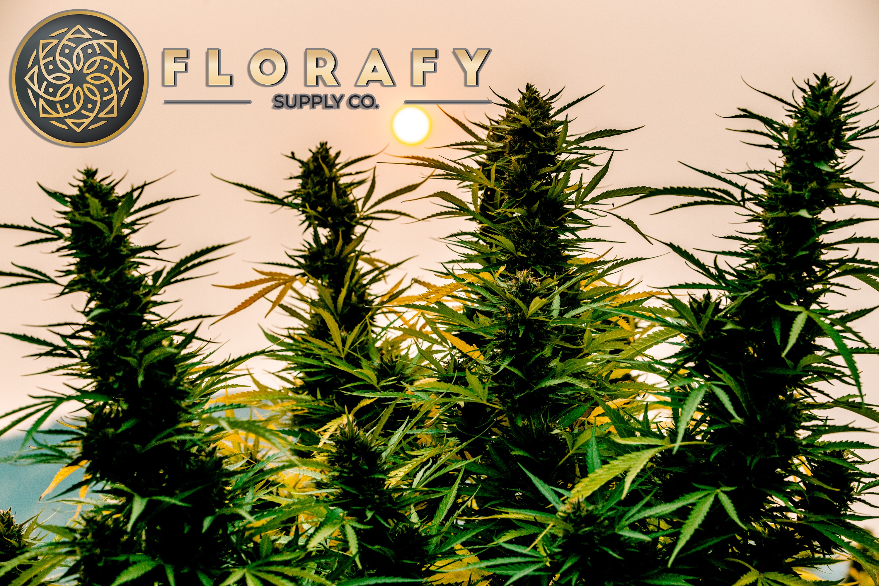 Cannabis colas silhouetted against a warm sunset with the sun cresting behind the canopy