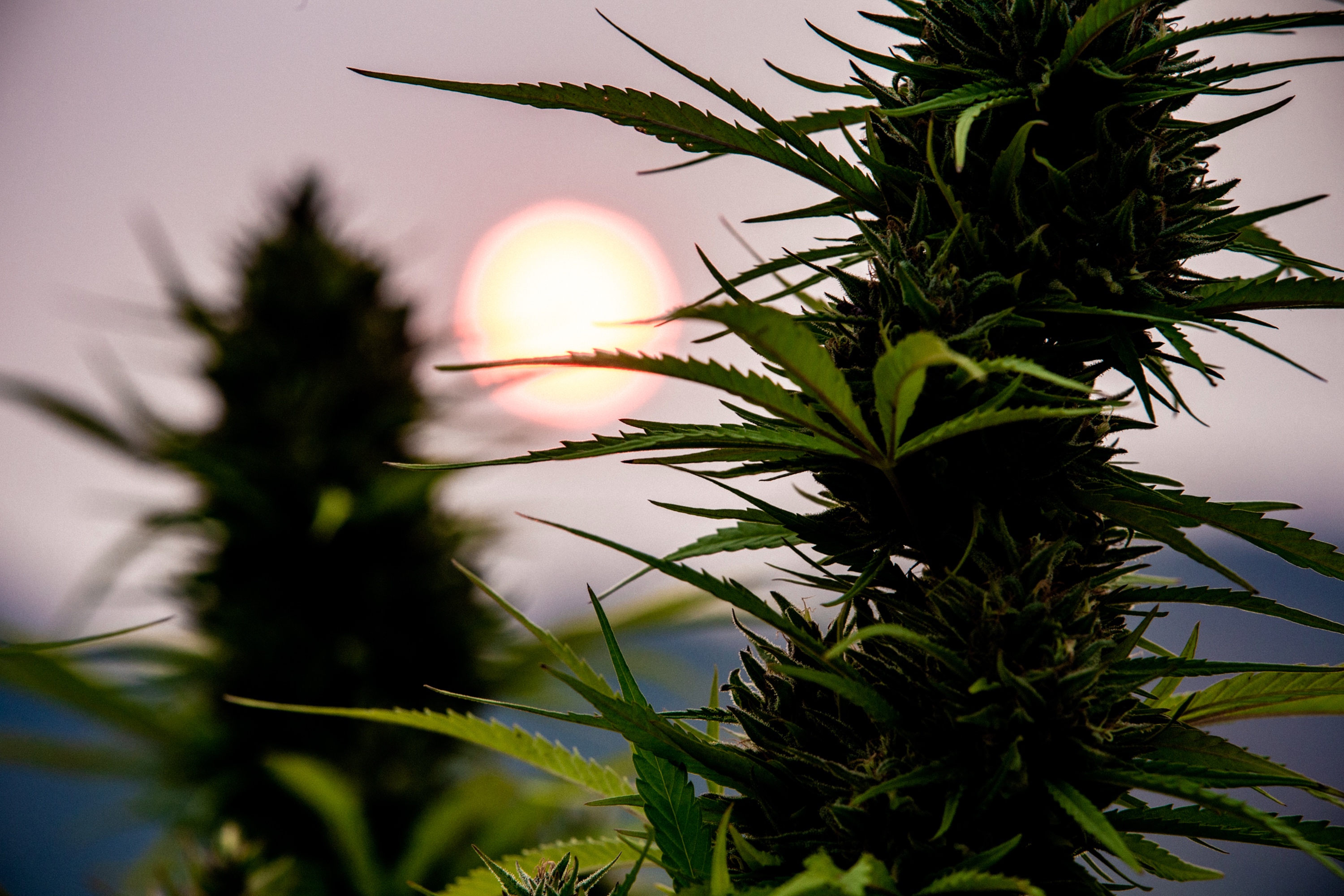 Cannabis bloom silhouetted against a sunset
